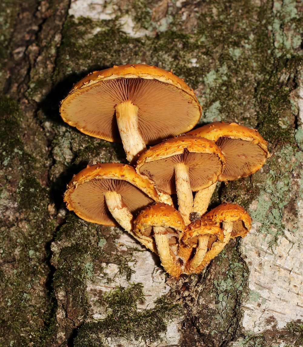 Golden Scalycap mushroom (Pholiota aurivella) in clusters on dead birch (Betula pendula). Ukraine, Vinnytsia Rajon. Original…