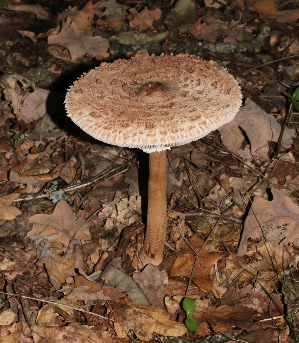 Parasol mushroom, Macrolepiota procera, Ukraine, Vinnytsia Raion. Original public domain image from Wikimedia Commons