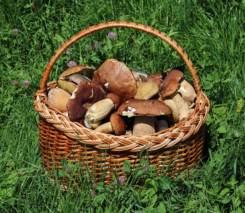 Picked edible fungi in basket. Trophies of a mushroom hunt. Ukraine, Vinnytsia region. Original public domain image from…