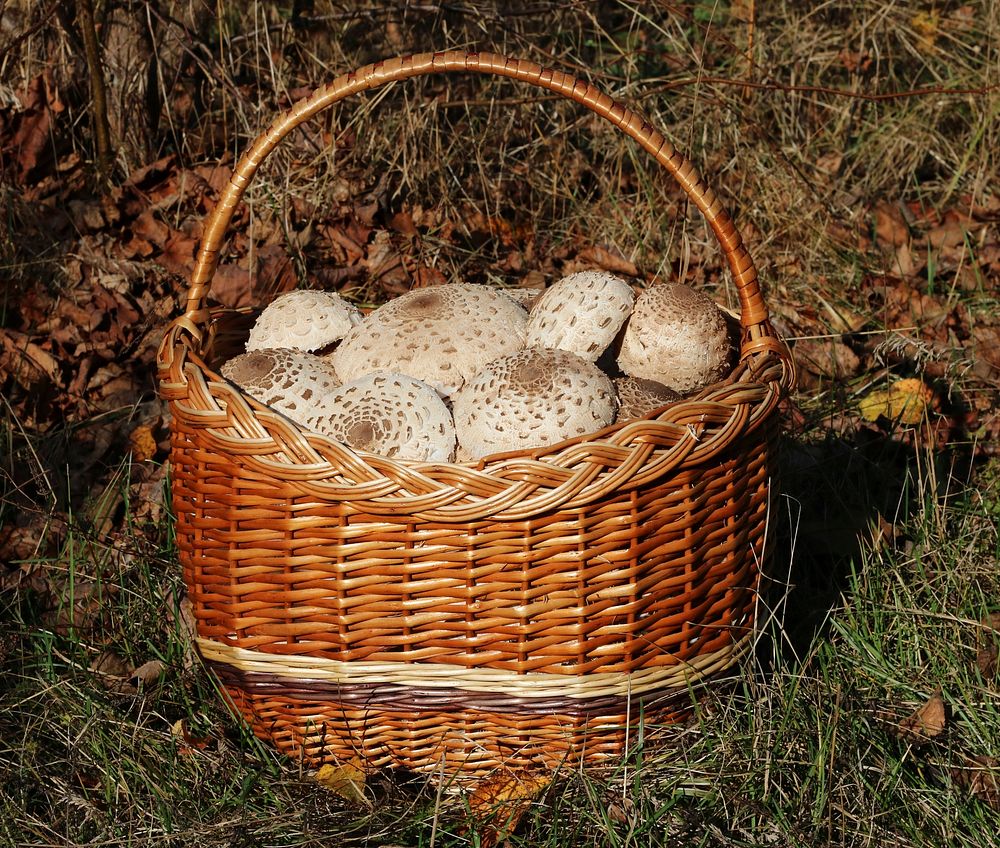 Parasol mushrooms. Picked edible mushroom caps in basket. Trophies of a mushroom hunt. Ukraine, Vinnytsia region. Original…