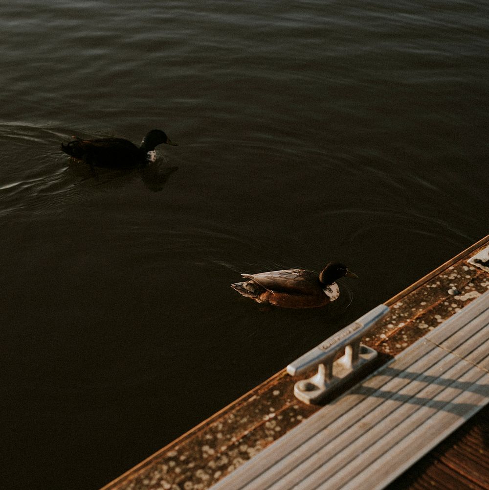 Ducks swimming by a quiet harbourside in Bristol