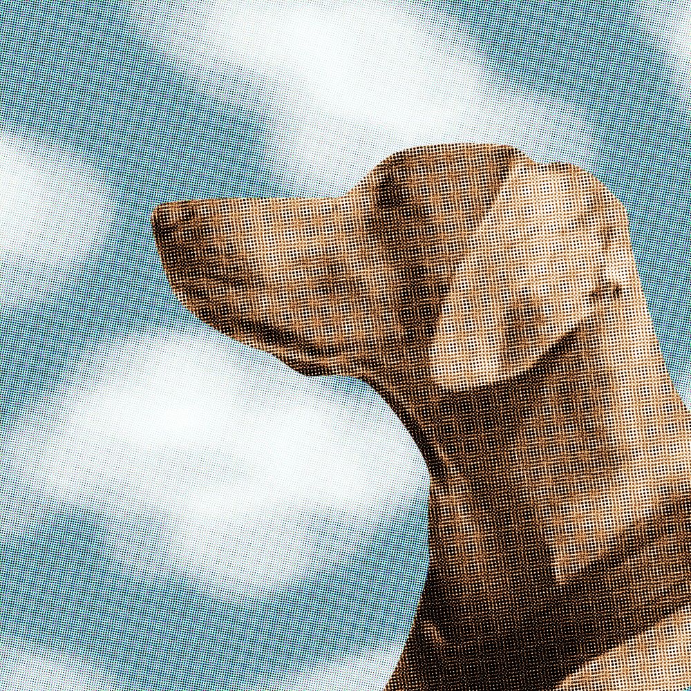 Cute Weimaraner dog portrait on blue background