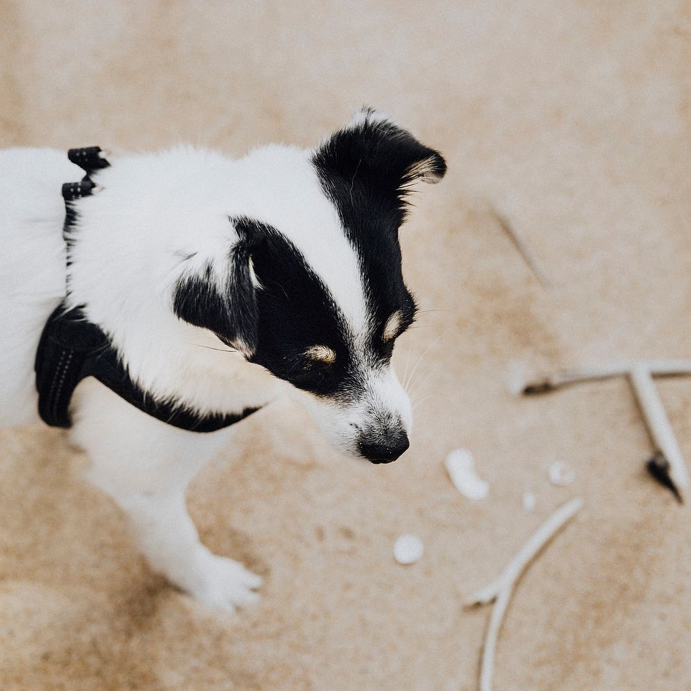 Jack russell dog playing with sticks in the sand at a beach