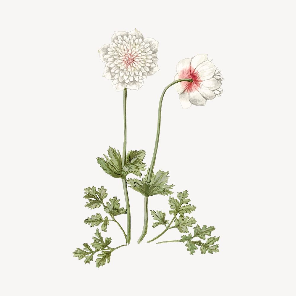 Flower vintage illustration design element vector