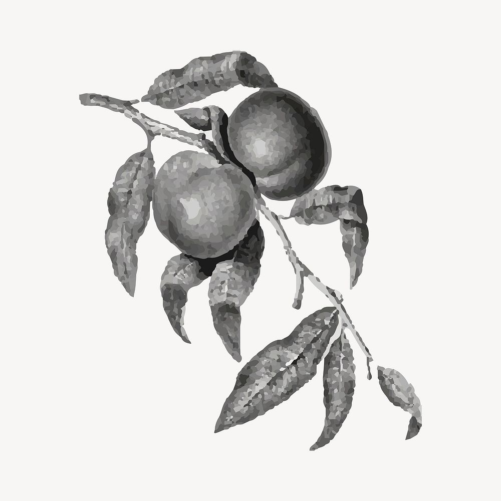 Fruits illustration design element vector