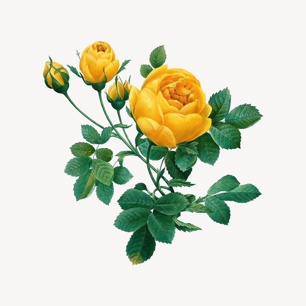 Yellow rose, vintage flower illustration psd