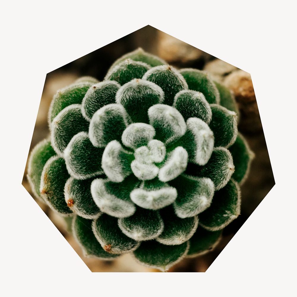 Succulent houseplant badge sticker psd