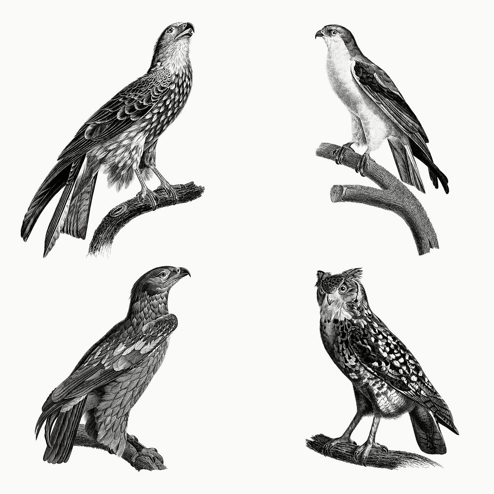 Birds of prey vintage owl and eagle illustration set