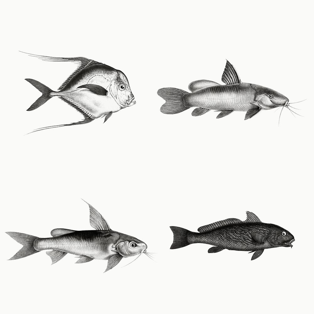 Marine life and fish species vintage illustration set