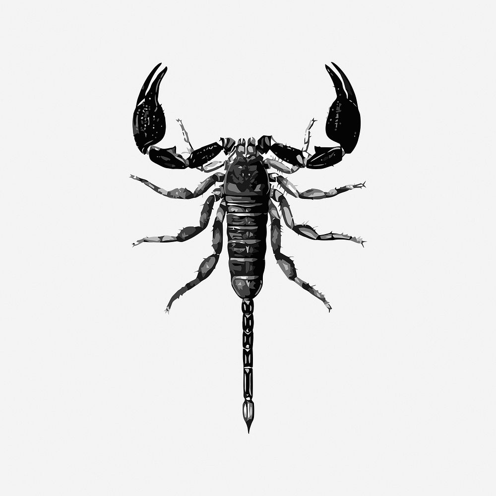 Scorpion black & white illustration. Free public domain CC0 image.