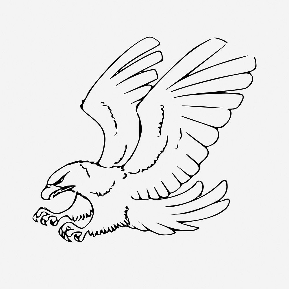 Flying eagle drawing illustration. Free public domain CC0 image.