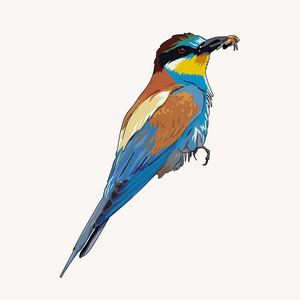 Bee-eater bird drawing illustration. Free public domain CC0 image.