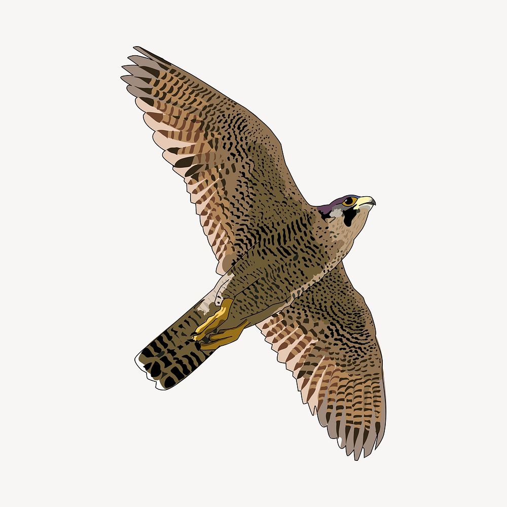 Shaheen falcon illustration. Free public domain CC0 image.