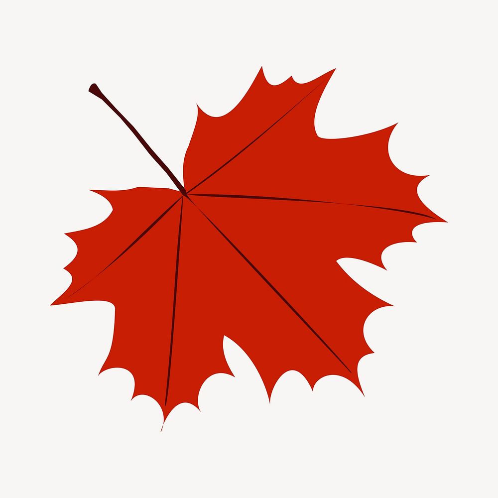 Maple leaf illustration. Free public domain CC0 image.
