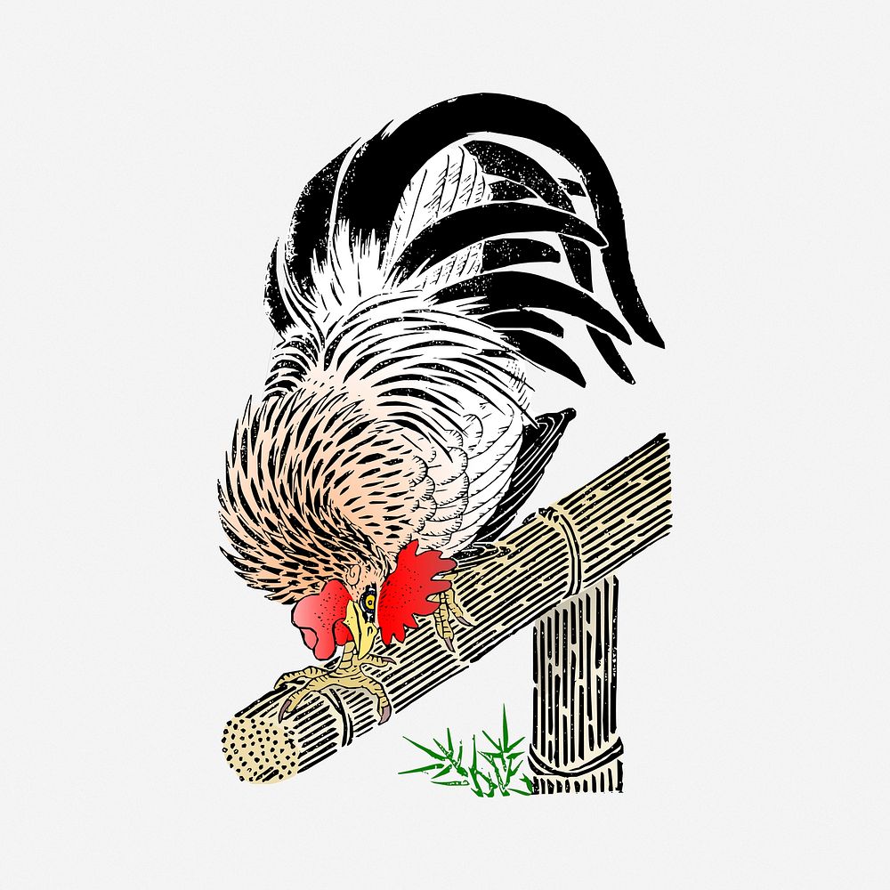 Rooster illustration. Free public domain CC0 image.
