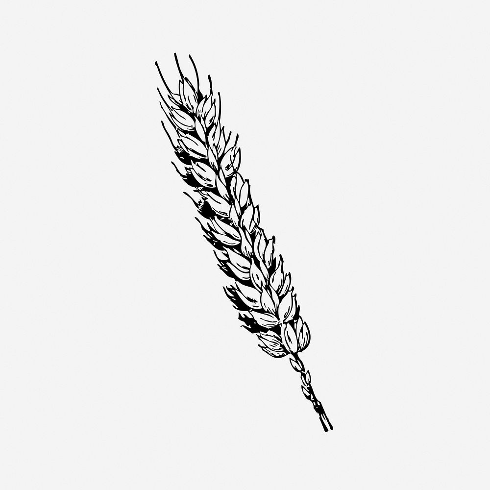 Wheat clipart, illustration. Free public domain CC0 image.