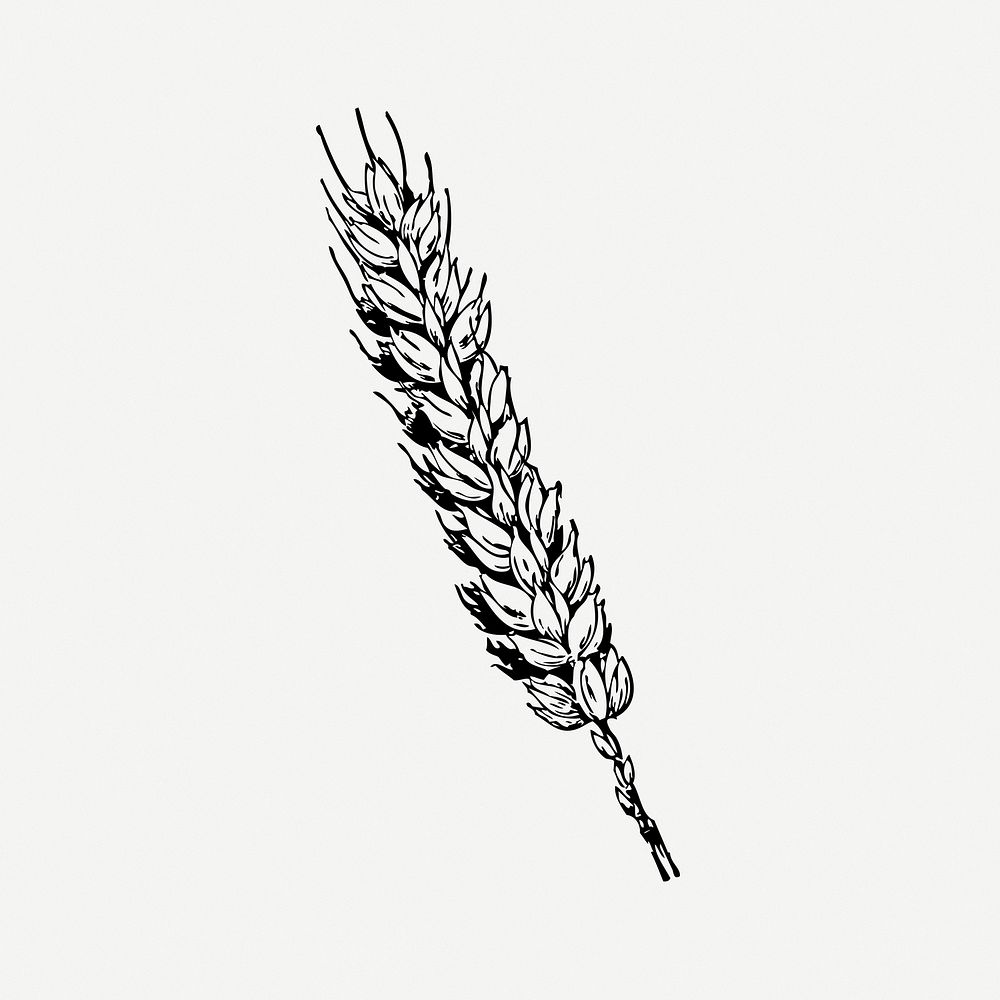 Wheat clipart, illustration psd. Free public domain CC0 image.