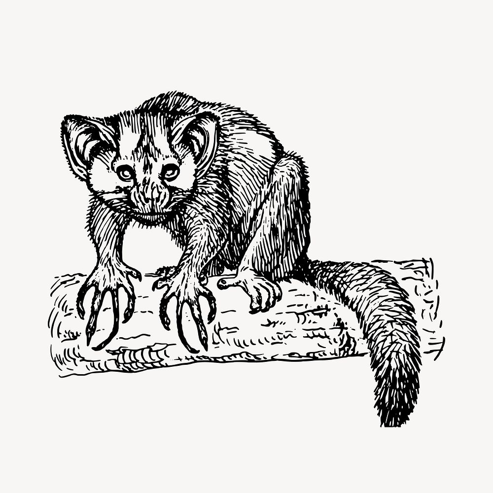 Aye-aye clipart, animal illustration vector. Free public domain CC0 image.