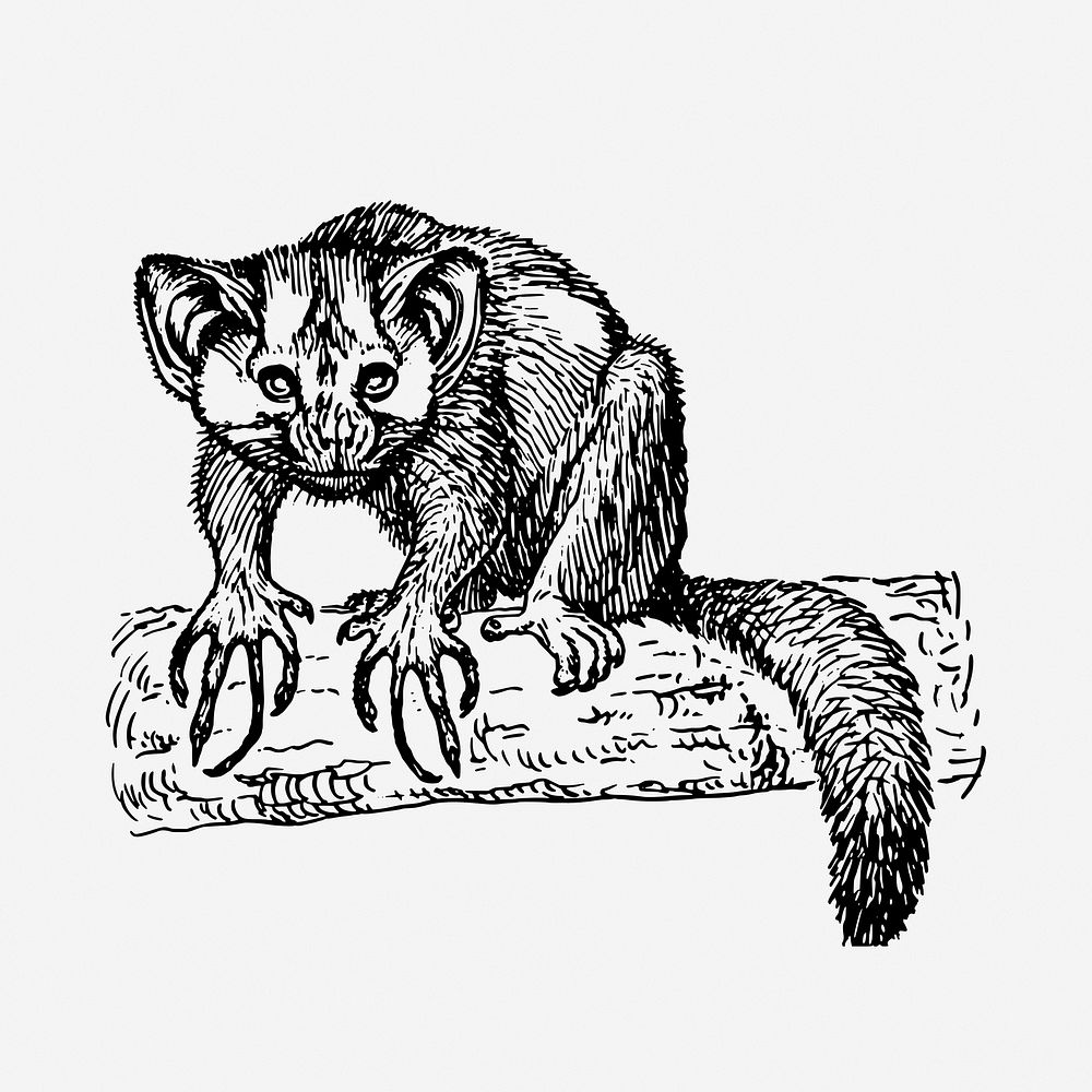 Aye-aye clipart, animal illustration. Free public domain CC0 image.