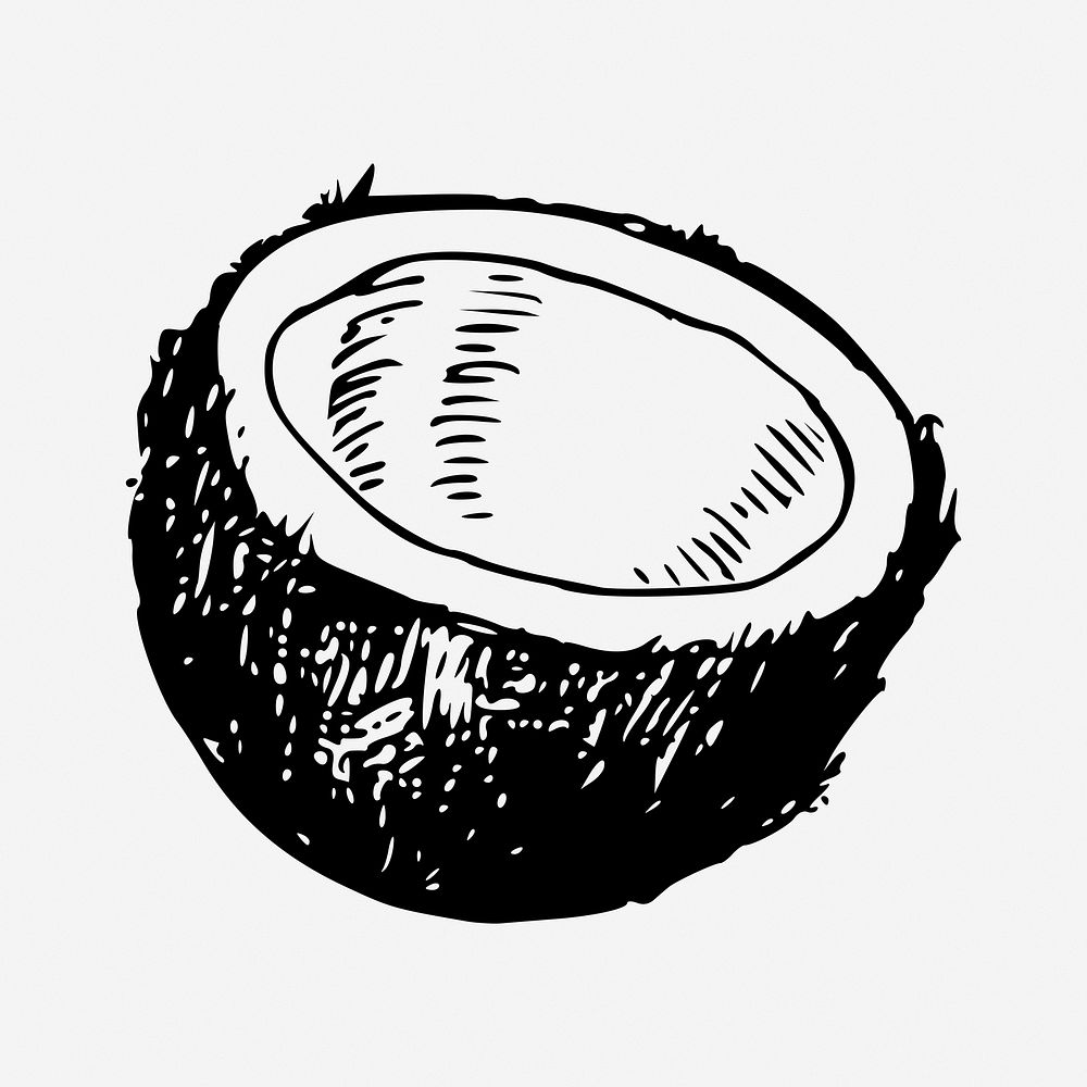 Coconut clipart, illustration. Free public domain CC0 image.