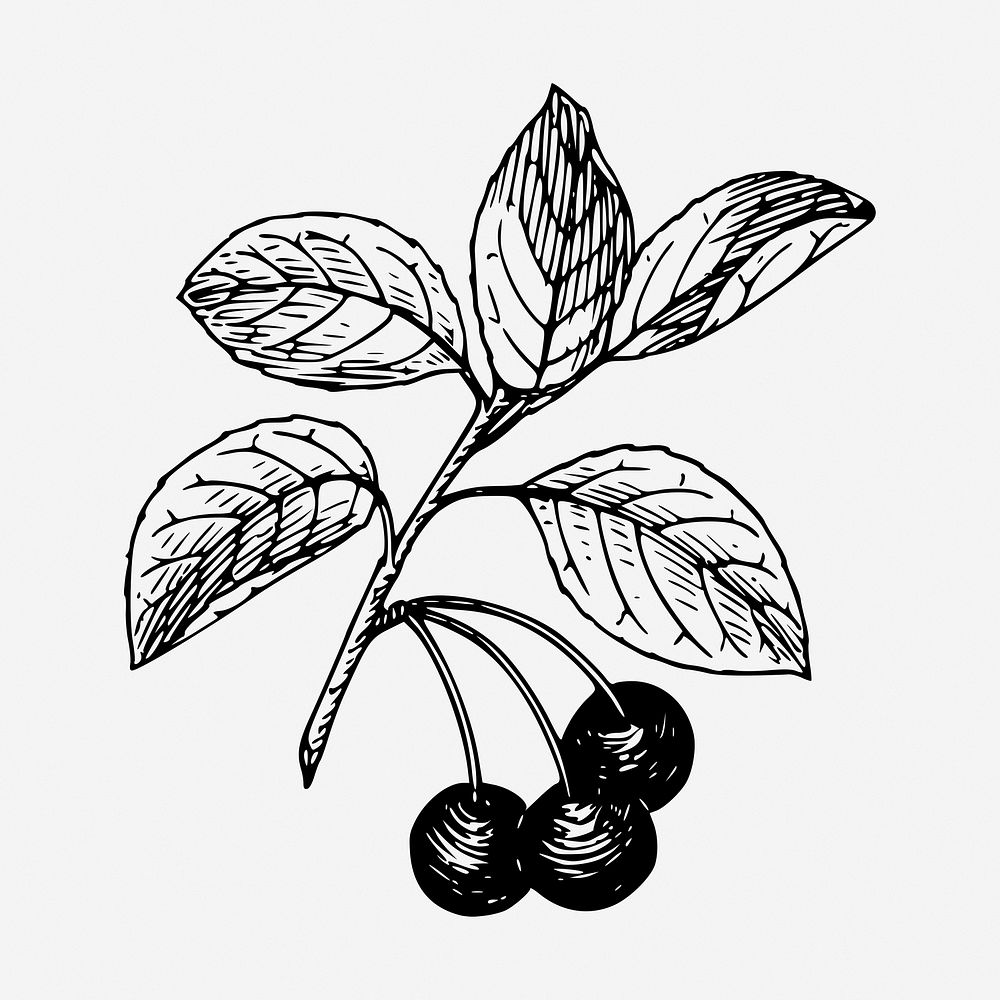 Berry branch clipart, illustration. Free public domain CC0 image.
