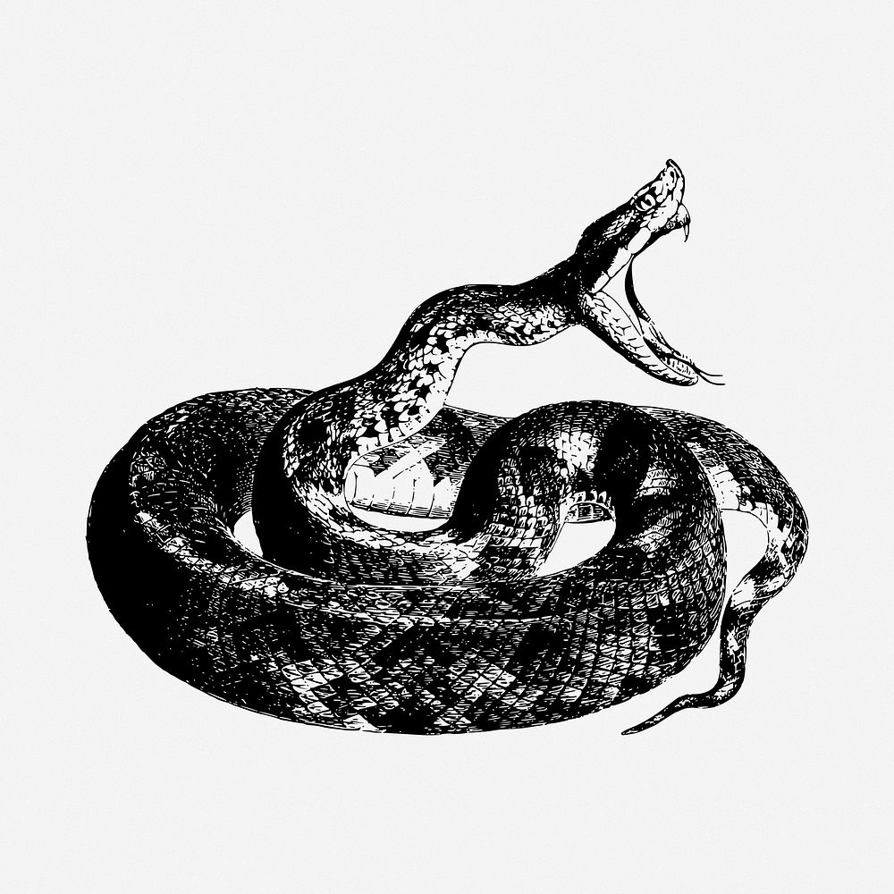 Python snake illustration. Free public domain CC0 image.