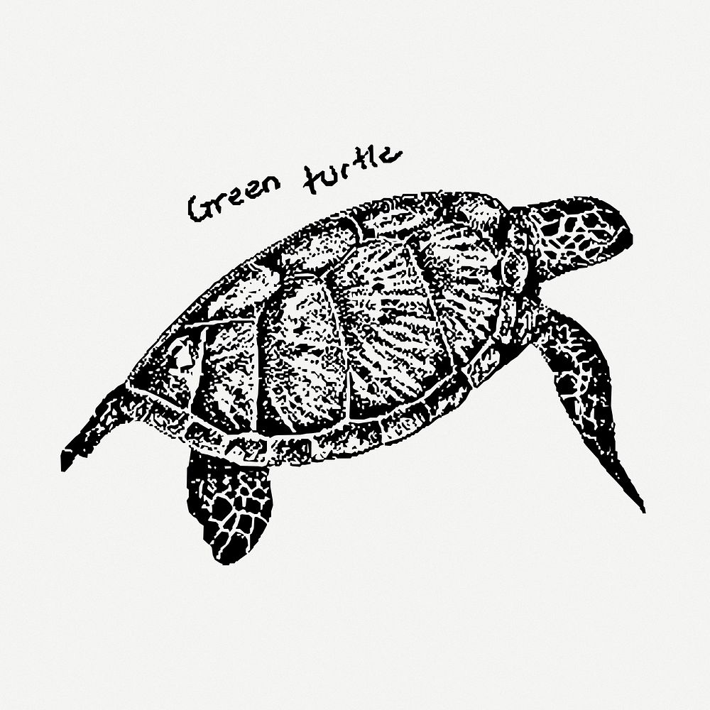 Green turtle clipart psd. Free public domain CC0 image.