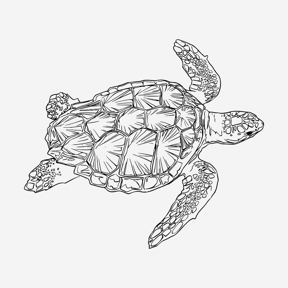 Sea turtle illustration. Free public domain CC0 image.