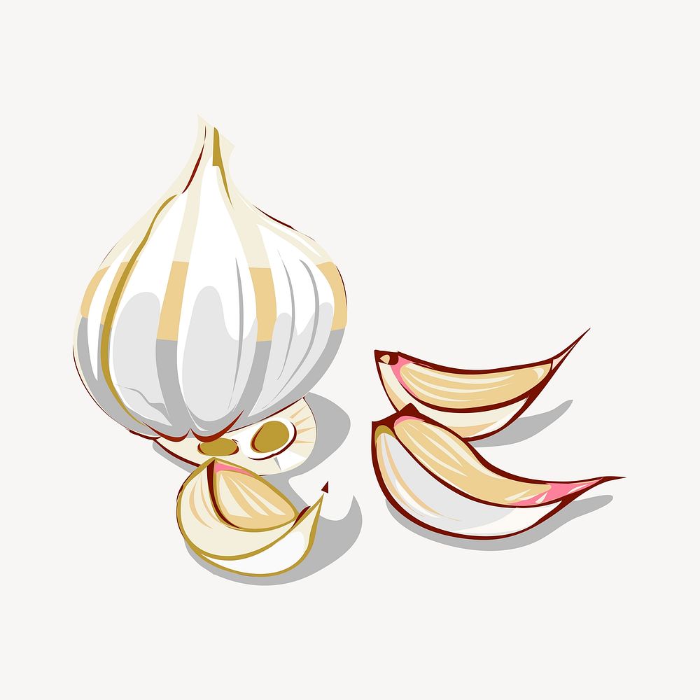 Garlic illustration. Free public domain CC0 image.