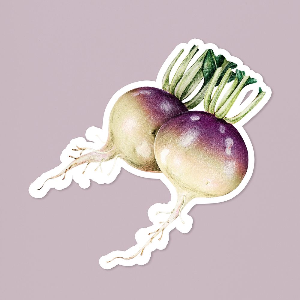 Fresh vegetable turnip psd illustration sticker