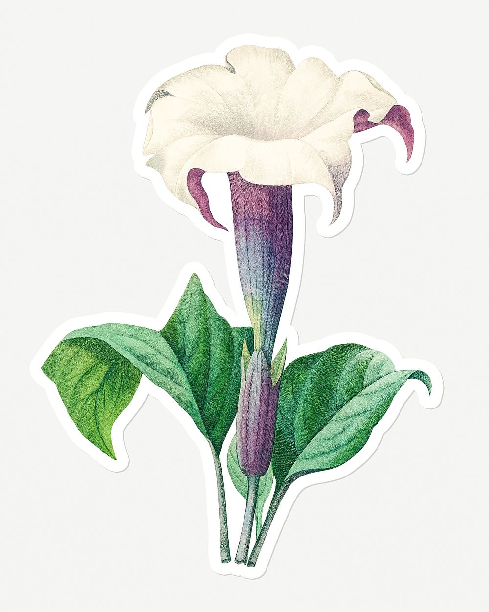 Datura flower sticker design resource 