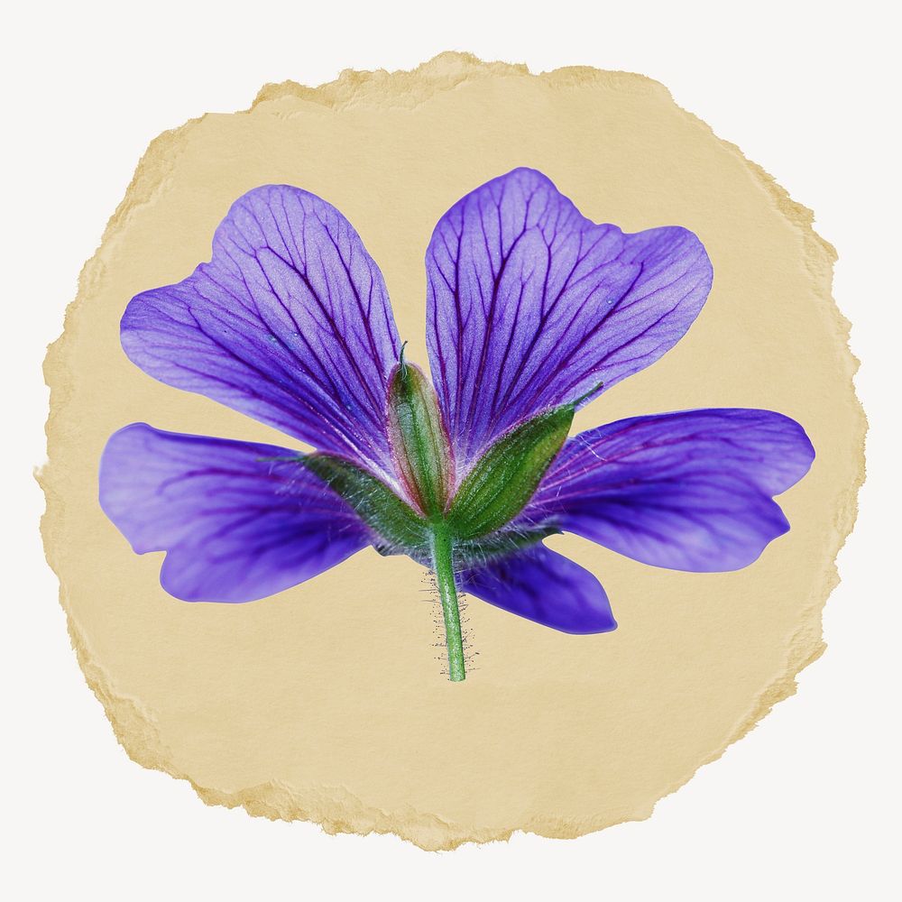 Purple flower collage element, torn paper design 