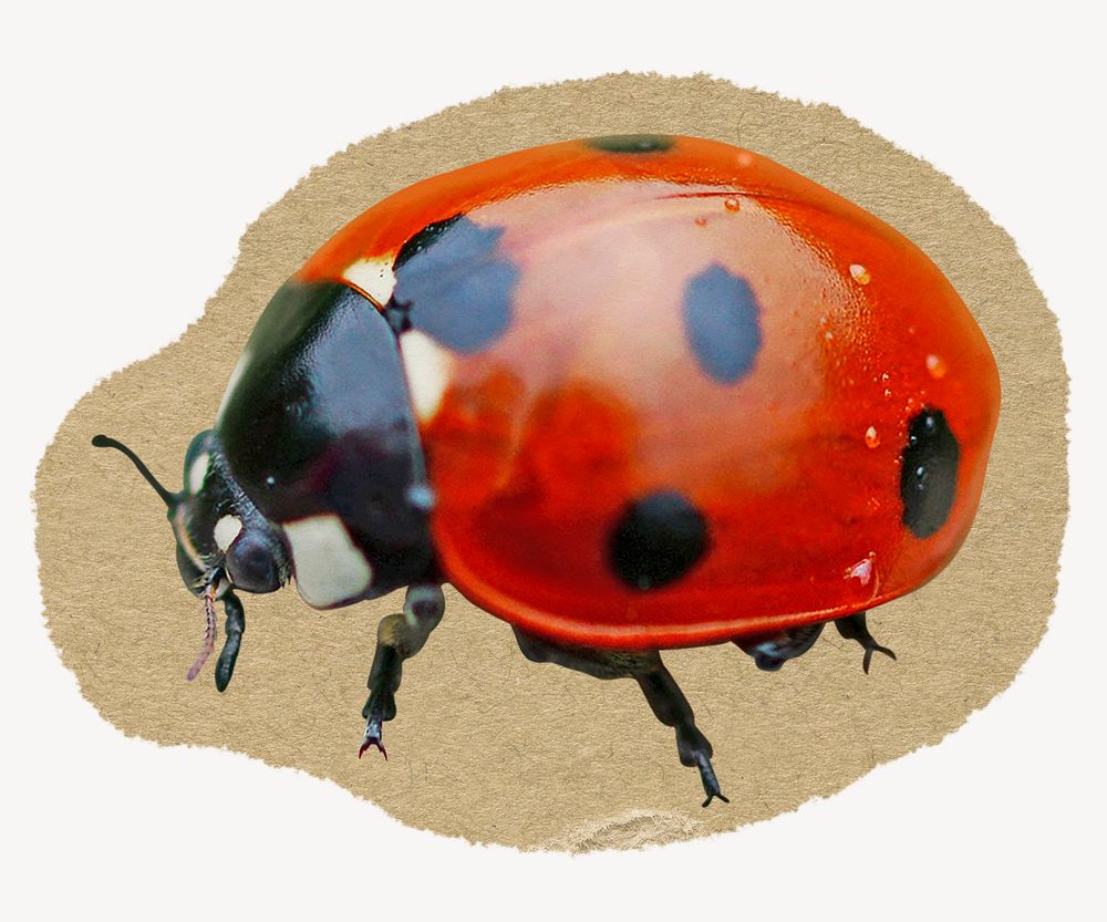 Ladybug  collage element, torn paper design 
