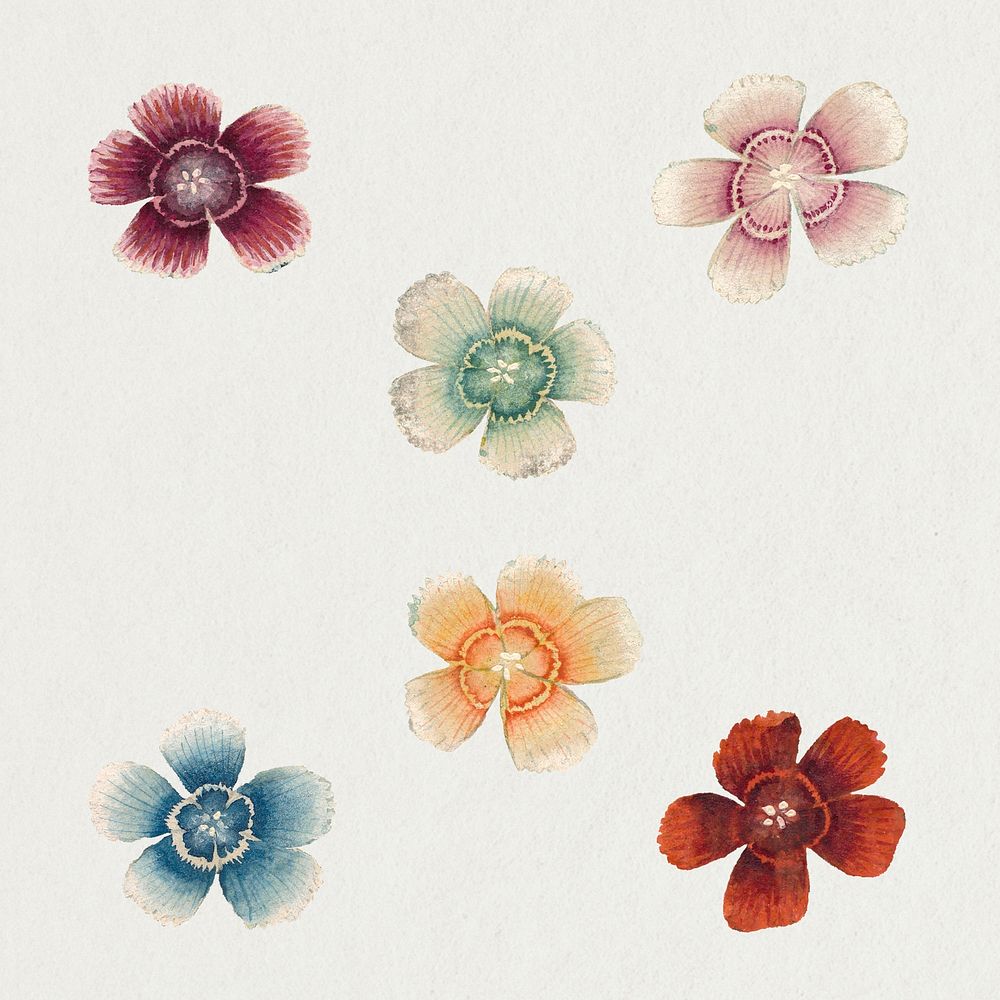 Vintage Sweet William flower psd, remix from artworks by Zhang Ruoai