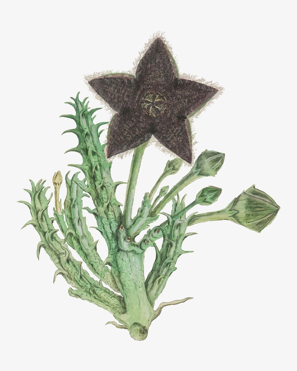 Tridentea gemmiflora vector vintage flower illustration set, remixed from the artworks by Robert Jacob Gordon