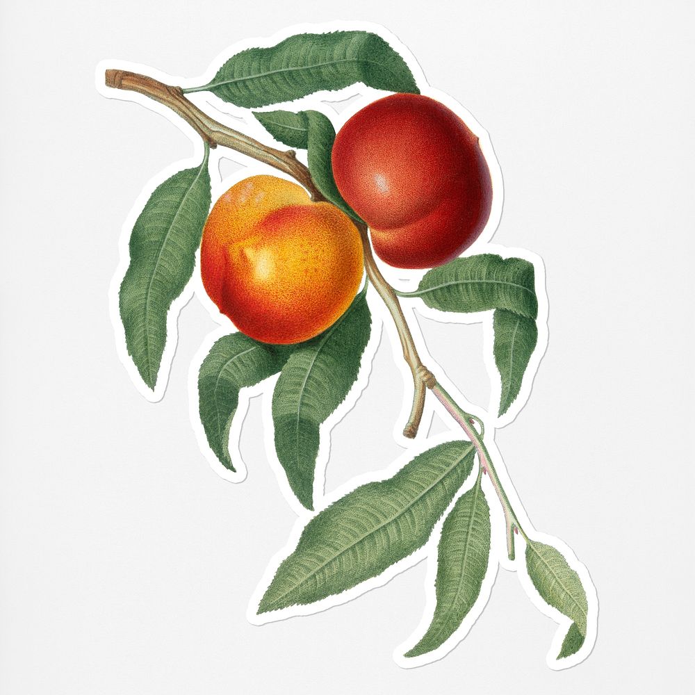 Hand drawn peach fruit sticker with a white border