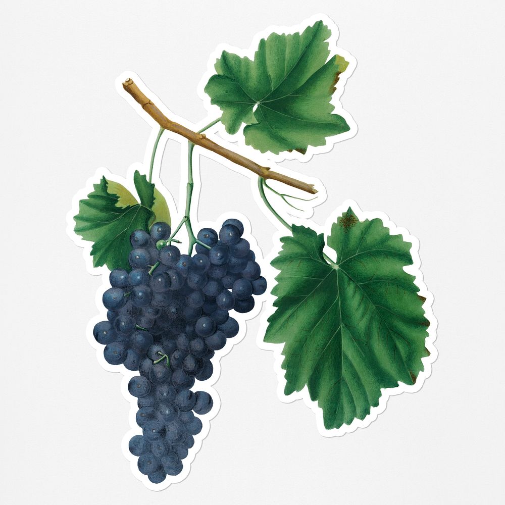 Hand drawn bunch of Lacrima red wine grapes sticker with a white border