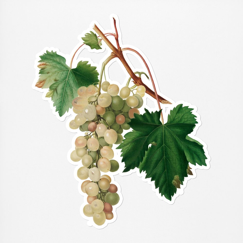Hand drawn bunch of Muscat grape (Vitis vinifera Moscata) from Pomona Italiana (1817 - 1839) by Giorgio Gallesio (1772…