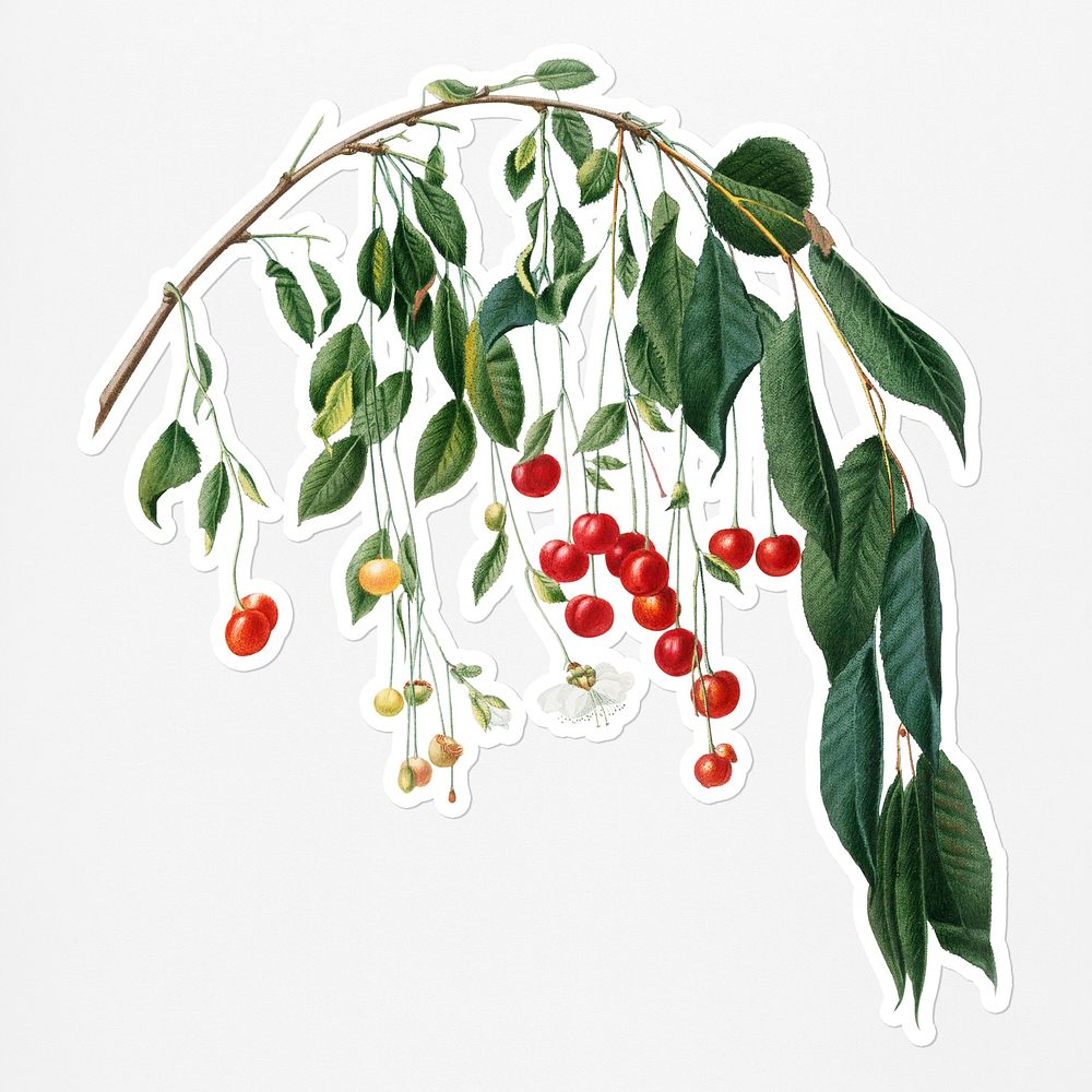 Hand drawn red cherries on a branch sticker with a white border