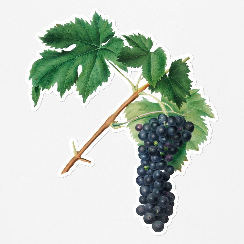 Hand drawn bunch of Aleatico wine grape sticker with a white border