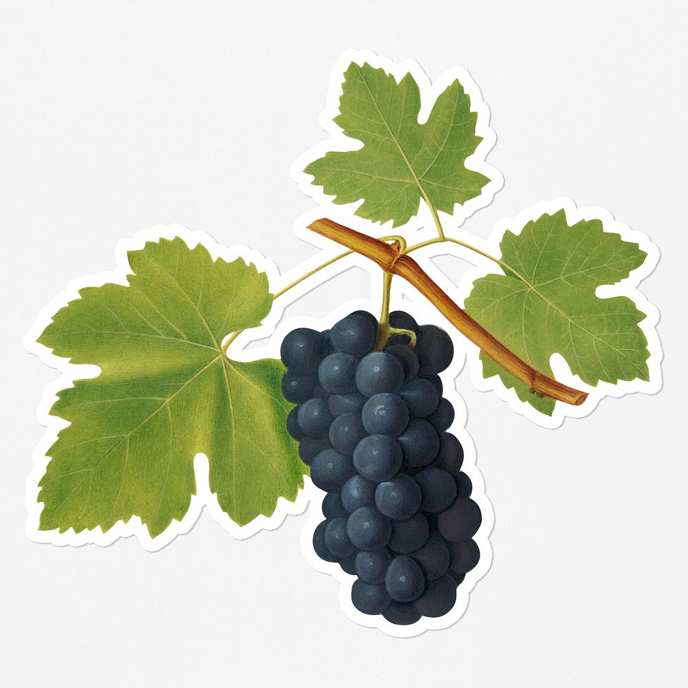 Hand drawn bunch of San Colombano grapes sticker with a white border