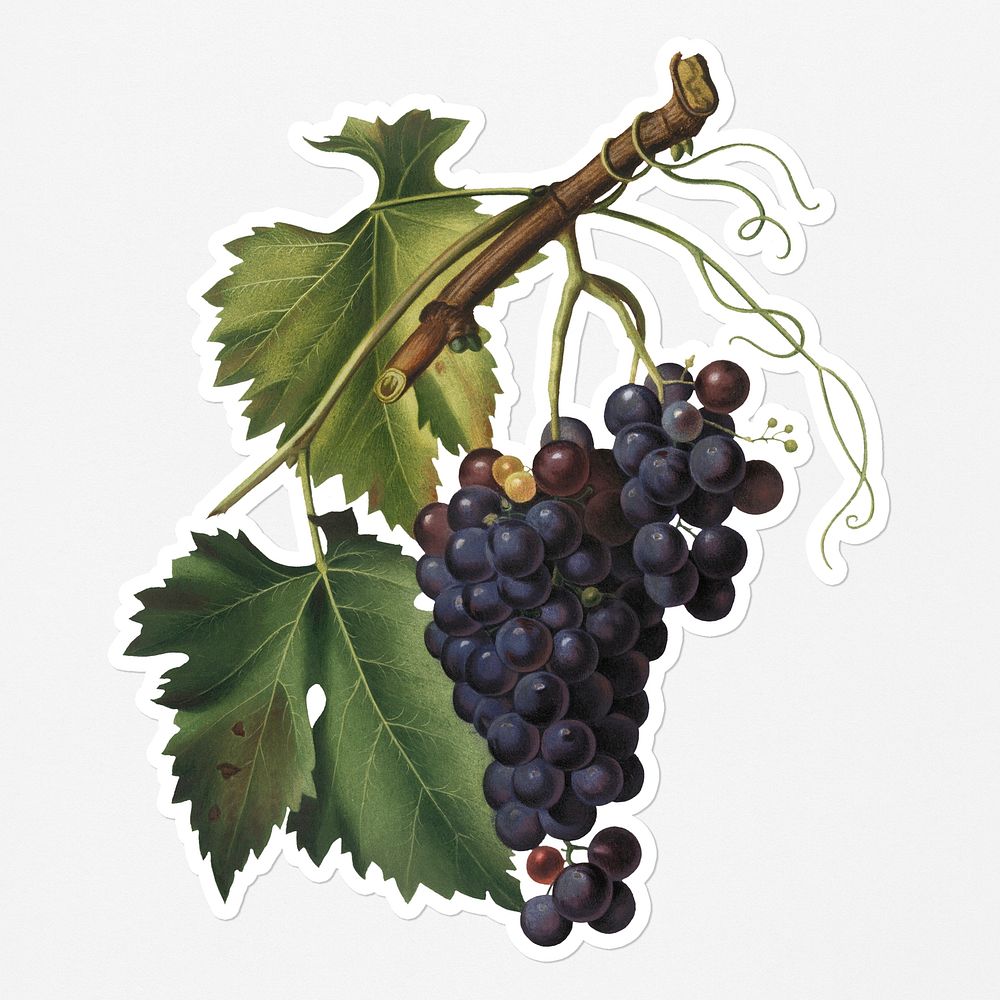 Hand drawn bunch of black grapes sticker with a white border