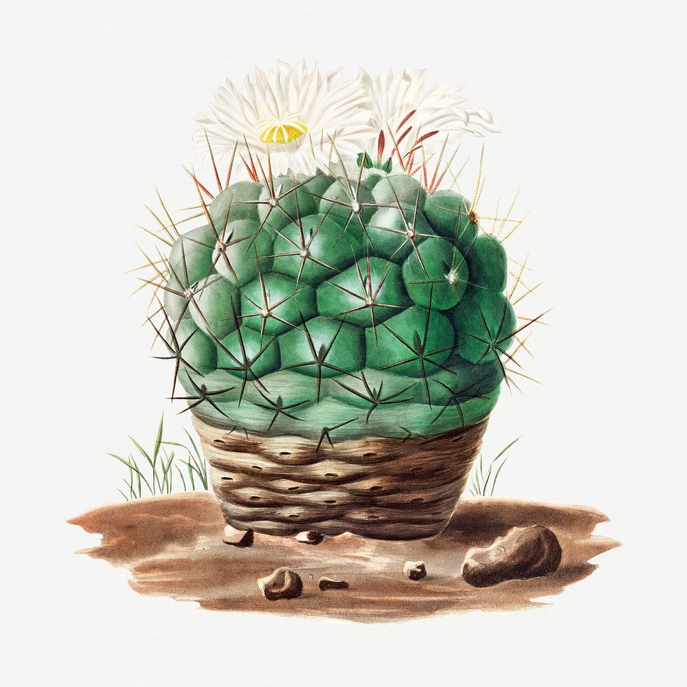 Vintage Echinocactus hexaedrophorus cactus design element