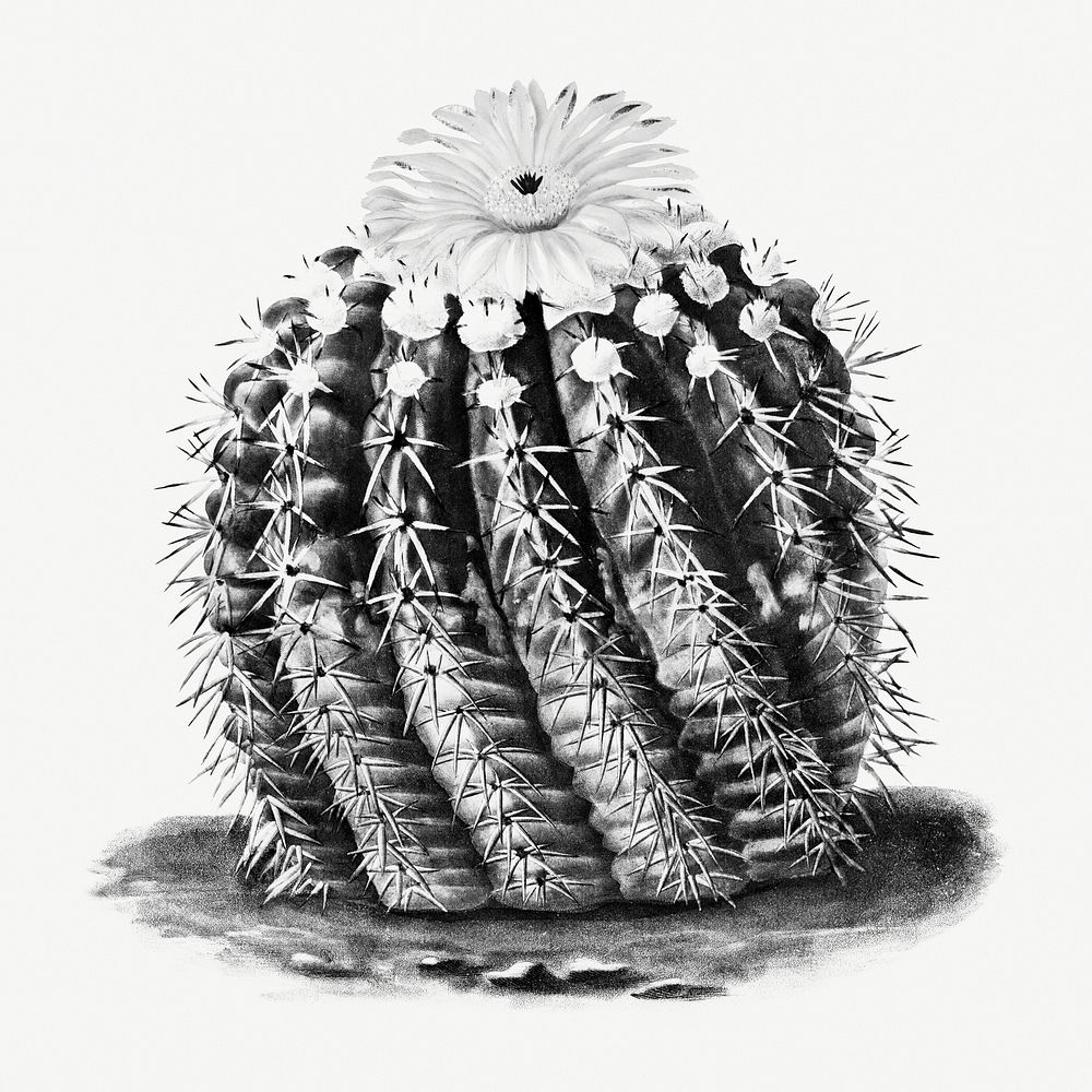 Vintage black and white golden barrel cactus design element