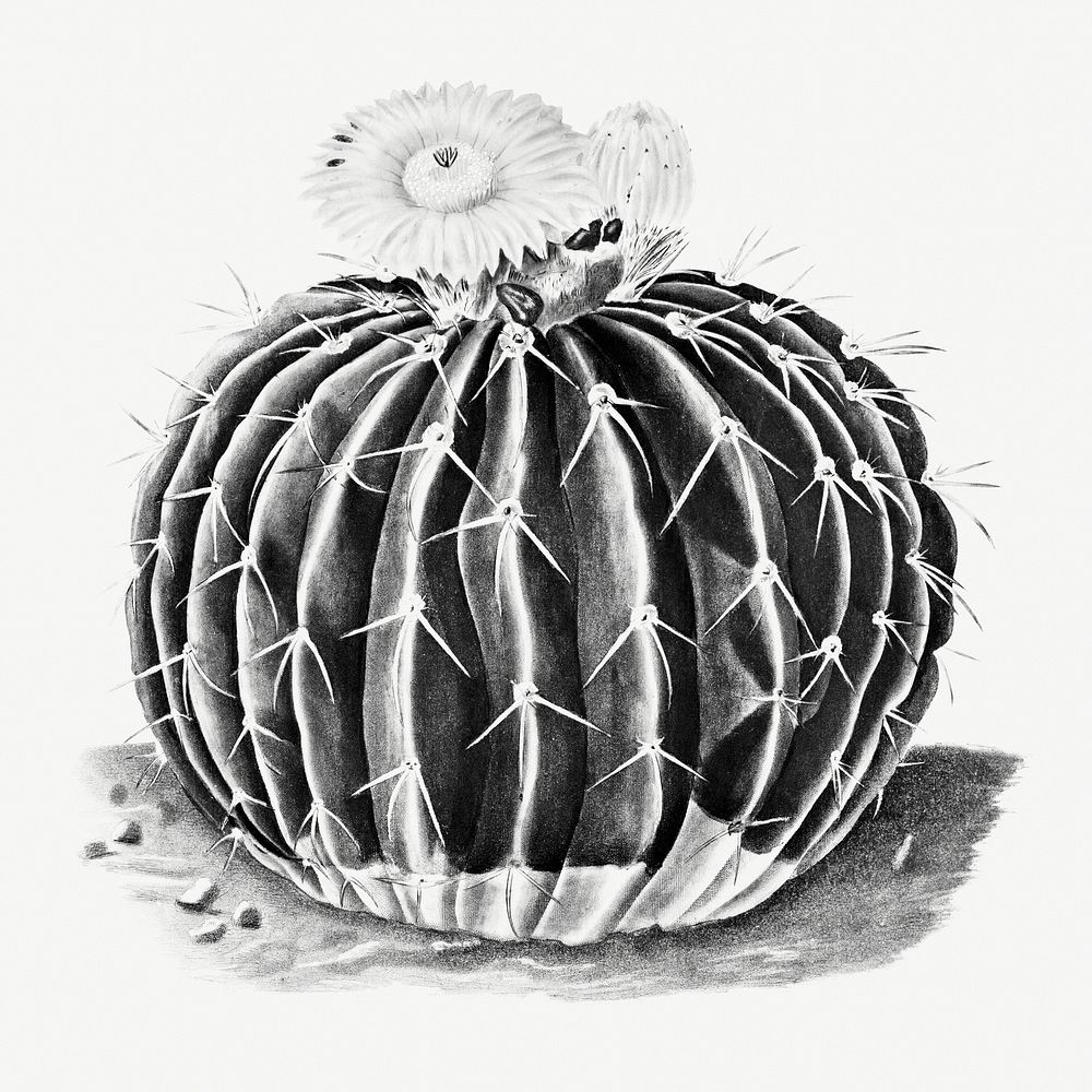 Vintage black and white parodia sellowii cactus design element