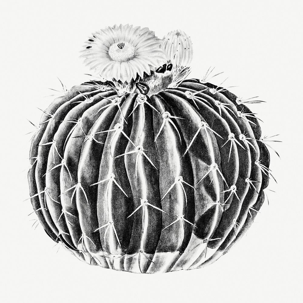 Vintage black and white parodia sellowii cactus design element