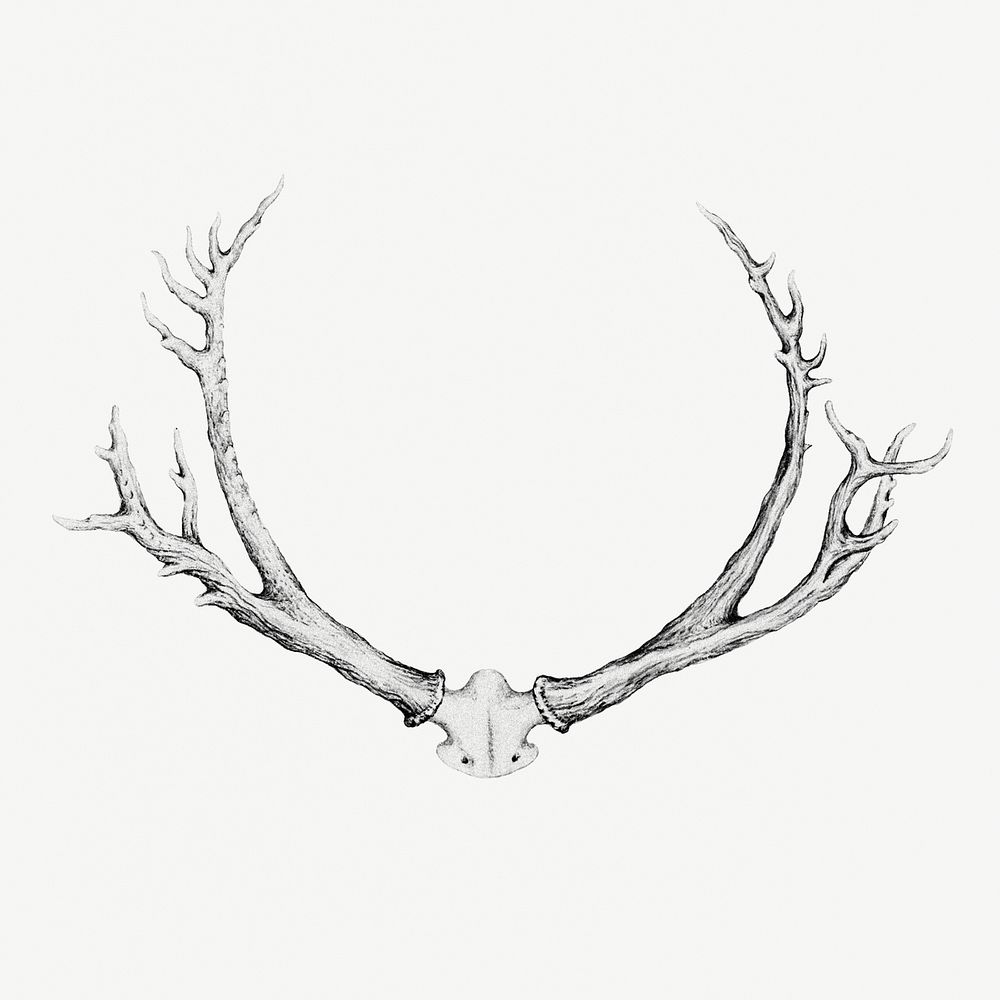 Vintage monochrome deer antlers illustration