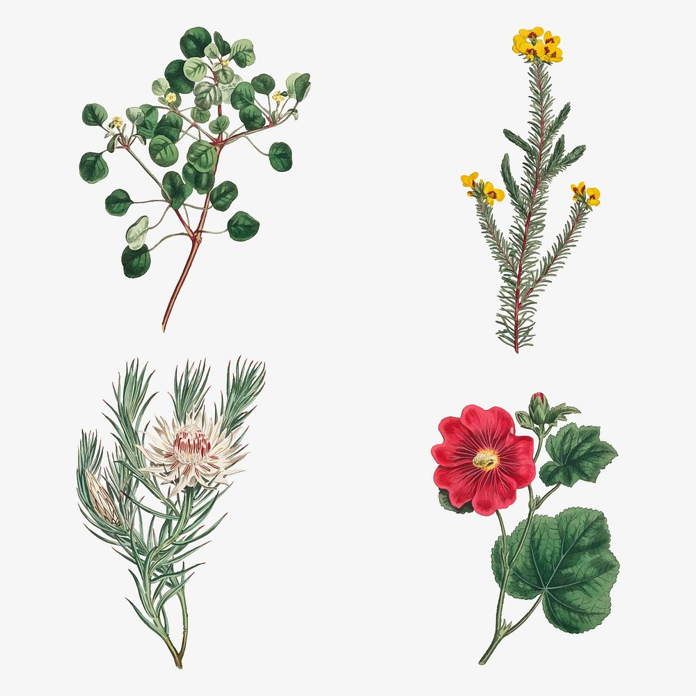 Set of vintage blooming flower illustration