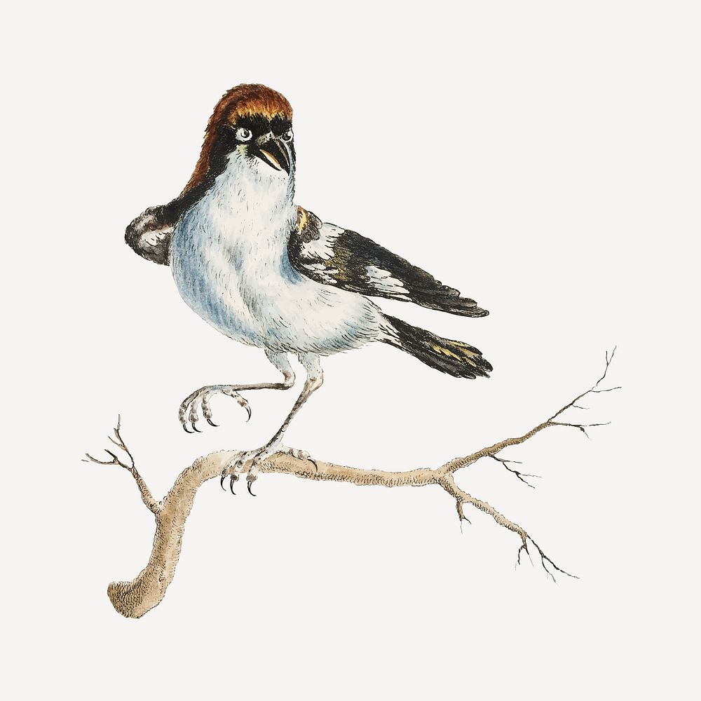 Lanius bird vintage illustration vector