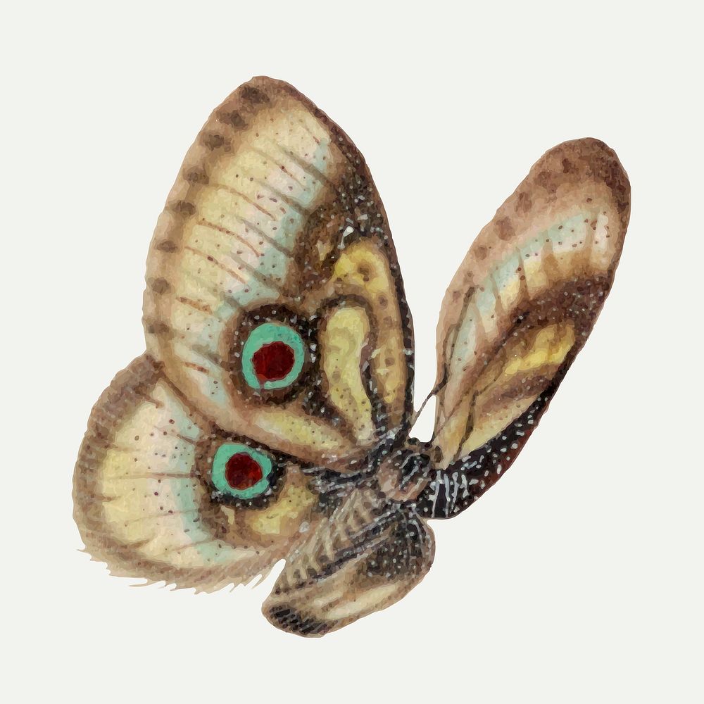 Single butterfly vector vintage illustration